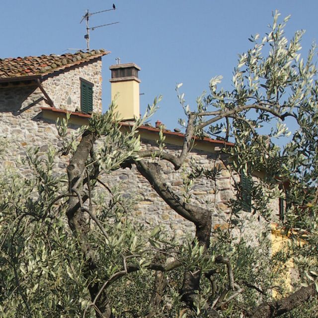 Goditi la tua vacanza nel pieno Relax. Scopri il relax tra gli ulivi!